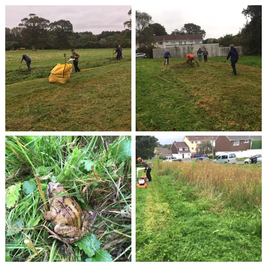 Volunteers cutting the long grass and a frog